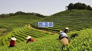 泉州哪里卖茶叶比较好？寻找优质茶叶的好去处！