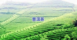 泉州哪里卖茶叶比较好？寻找优质茶叶的好去处！