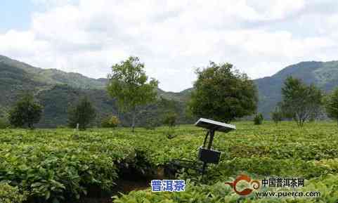 班章茶区有哪些山头-班章茶区的茶山