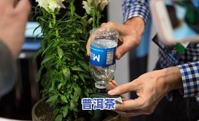 普洱茶能浇花吗？如何正确浇水？