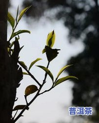 普洱茶春意-普洱茶 春茶