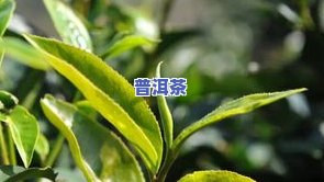 普洱千年古树茶多少钱一斤？价格全解析