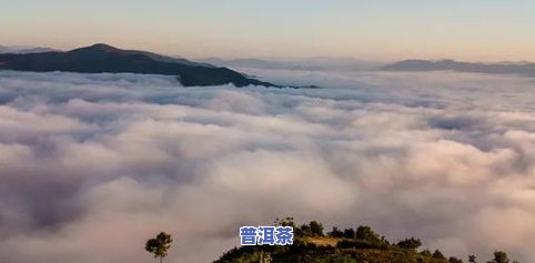 高峰普洱茶-高峰正山普洱茶