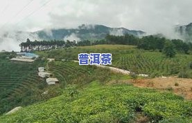 临沧昔归茶厂，探索云南特色：深入临沧昔归茶厂，品味传统制茶工艺与独特风味