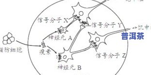 普洱茶添加色素的作用：揭示其背后的功效与原理