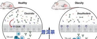 普洱茶添加色素的作用：揭示其背后的功效与原理