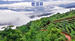 云南正山普洱茶：产地、价格全揭秘