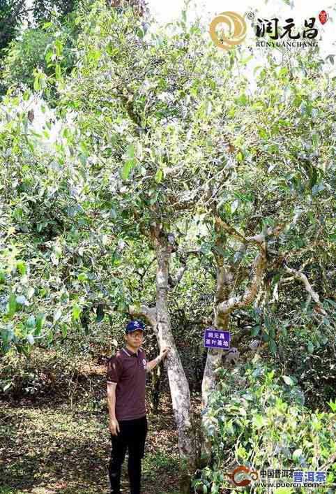 大益普洱茶最新价格、行情全览