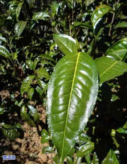 云南大叶种乔木普洱茶价格，【茶叶场】云南大叶种乔木普洱茶价格行情走势分析