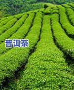 云南普洱茶官网价格表-云南普洱茶官网价格表2022年