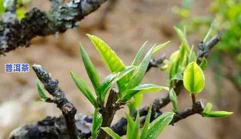 一棵普洱茶树能摘多少斤茶叶，揭秘：一棵普洱茶树究竟能采摘多少斤茶叶？