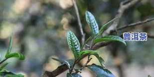 普洱茶里有茶梗-普洱茶里有茶梗好不好