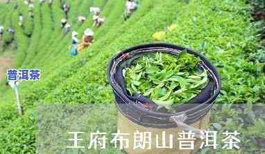 勐海乔木普洱茶-勐海乔木普洱茶价格