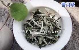 普洱茶上市：2023年春季新茶种类丰富，价格亲民，品味独特