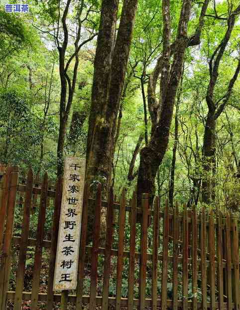 石头寨古树普洱茶图片高清