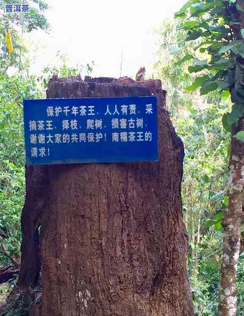 石头寨古树普洱茶图片高清