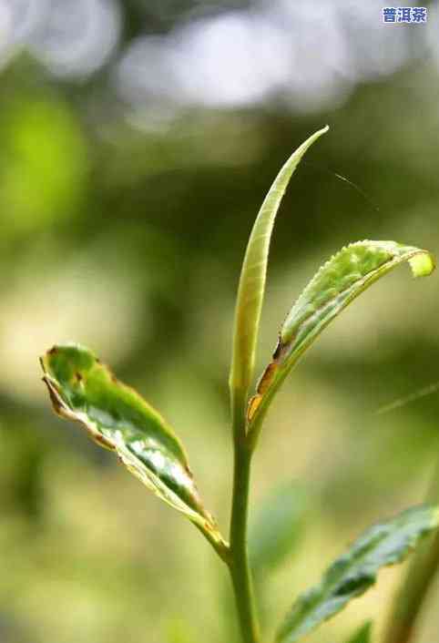 布朗山老班章生茶价格，探究顶级普洱茶价值：布朗山老班章生茶价格剖析