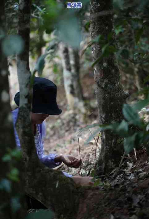 普洱茶储存技巧：怎样让茶叶更值钱？视频教程