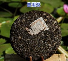 古树龙珠生茶如何泡制，古树龙珠生茶的正确冲泡方法