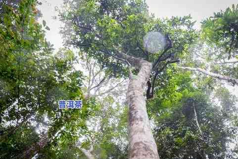 百花潭古树茶属于哪个村寨，探寻四川雅安：百花潭古树茶的产地和村寨揭秘