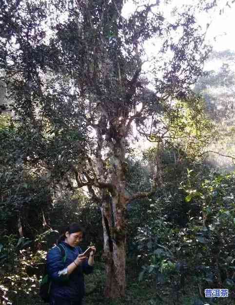 百花潭古树龙珠生茶-百花潭古树茶口感