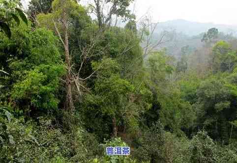 冰岛普洱茶很苦-冰岛普洱茶的苦和涩