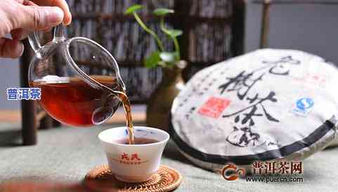 勐库老树茶普洱茶生茶，探寻古老韵味：品尝勐库老树茶普洱茶生茶的独特魅力