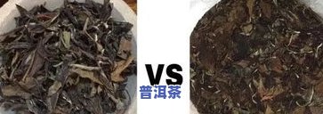 普洱茶饼：紧实好还是松散好？口感有何区别？