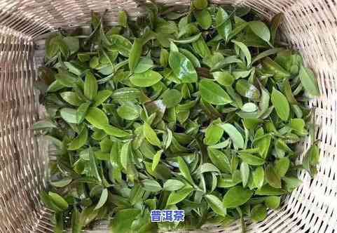 大庆普洱茶价格，揭秘大庆普洱茶市场价格：品种、品质与价格的关系