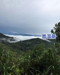 普洱茶天门山地位怎么样-普洱茶天门山地位怎么样好喝吗