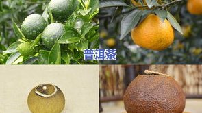 新会大红柑上市时间，【最新消息】新会大红柑上市时间公布，快来抢鲜品尝！