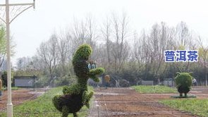 普洱茶植物园简介图片欣赏，探秘云南美景：普洱茶植物园简介及图片欣赏