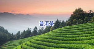 普洱茶植物园简介图片高清-普洱茶植物园简介图片高清大图