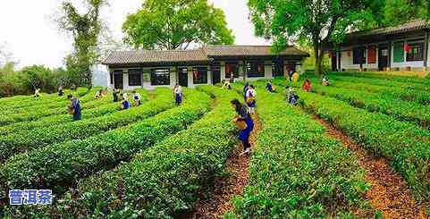 普洱茶植物园简介图片高清-普洱茶植物园简介图片高清大图