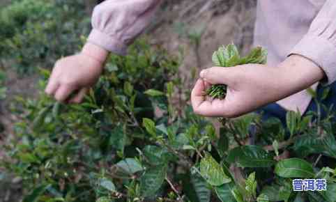 普洱茶制茶过程图，揭秘普洱茶的制作过程：一幅详细的制茶过程图