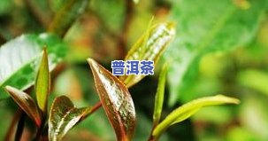 紫娟普洱茶-紫娟普洱茶的功效和作用