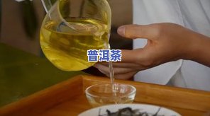 云王博士普洱茶茶王树：探寻古茶魅力与价格解析