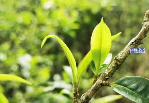 冬雪春芽普洱茶真的甜吗-冬雪春芽普洱茶真的甜吗