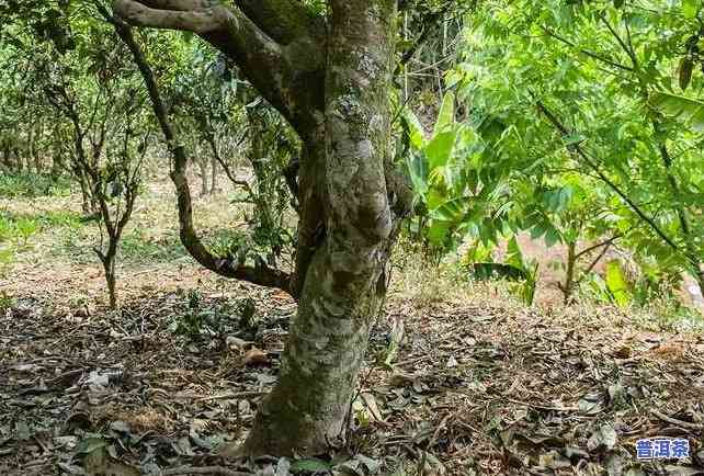 深山部落冰岛母树普洱茶-深山部落冰岛古树茶价格