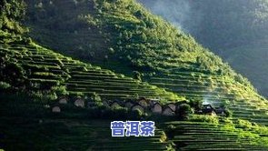 双江勐库冰岛生态普洱茶-双江勐库冰岛茶厂