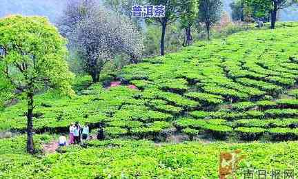 老班章春茶有什么区别，探究老班章春茶的特别之处：它们之间有何区别？