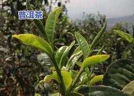 冰岛湖普洱茶是冰岛茶吗-冰岛湖普洱茶是冰岛茶吗为什么