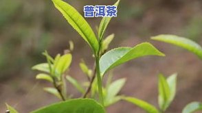 易武普洱茶包含哪几个-易武普洱茶包含哪几个品种