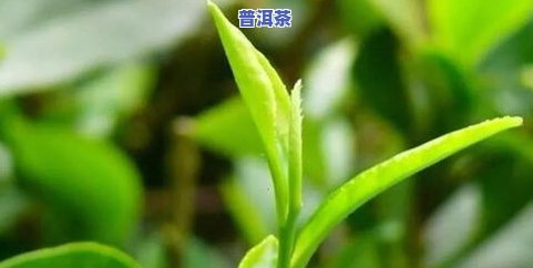 拉肚子普洱茶吗-拉肚子 普洱茶