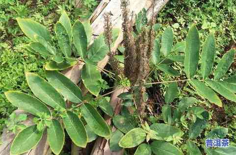 大叶种普洱茶价格多少一斤-大叶种普洱茶价格多少一斤呢