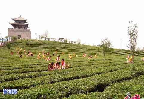 大理普洱茶价格表图片与价格全览