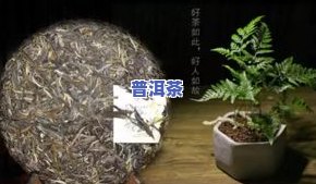 杨记天缘茶厂班章孔雀古树乔木茶，探秘云南普洱茶之杨记天缘茶厂班章孔雀古树乔木茶