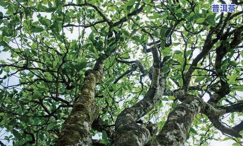 雨林古树茶是真古树吗，揭秘雨林古树茶：是真的古树还是商业炒作？
