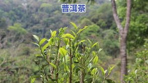 本人喝的普洱茶：价格与推荐全攻略