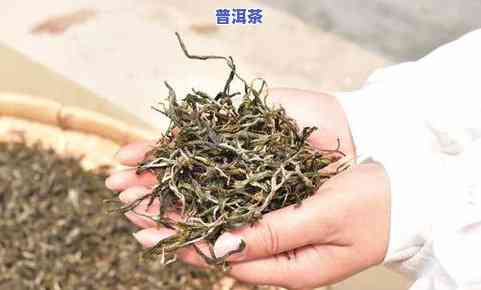 老同志牌普洱茶，品味历史，享受健康：尝试老同志牌普洱茶